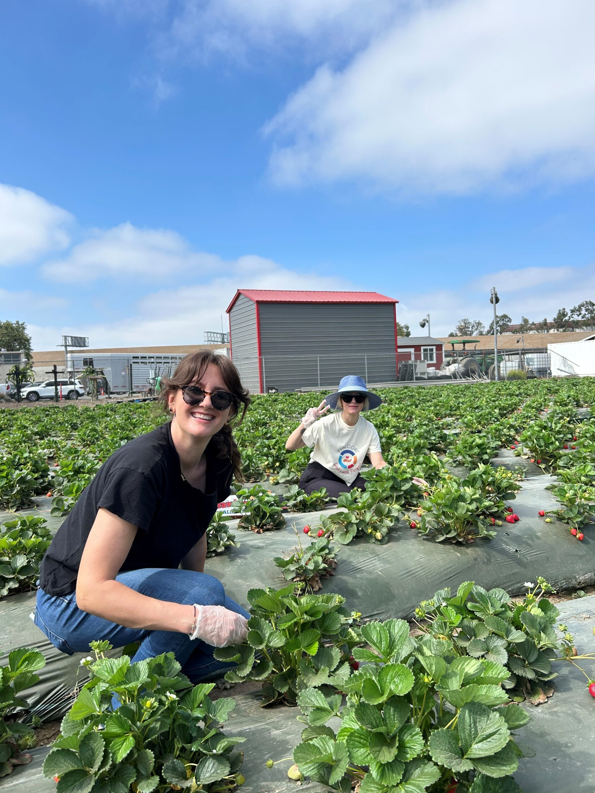 Kristen and Chrissy harvesting strawberries