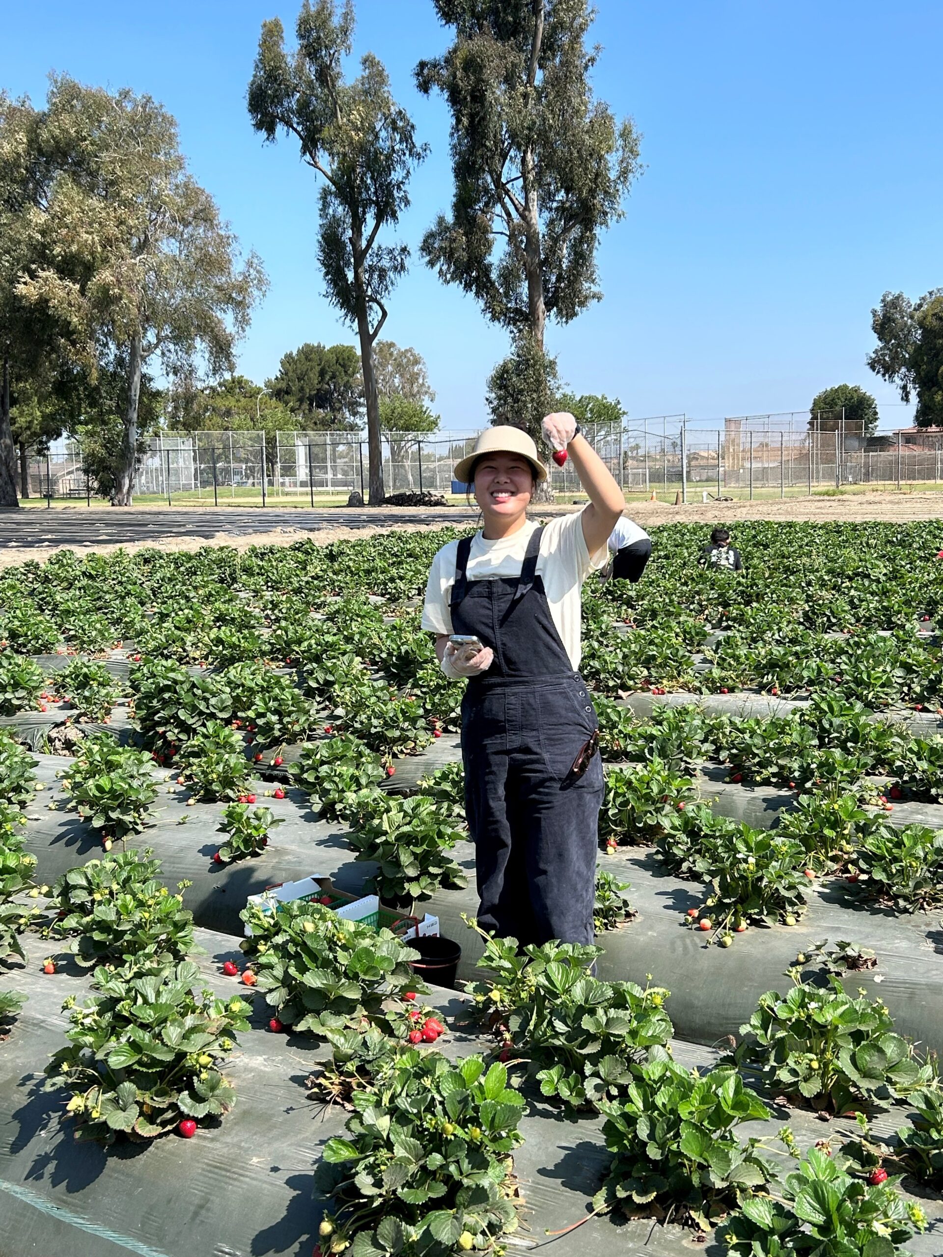 Sally harvesting strawberries