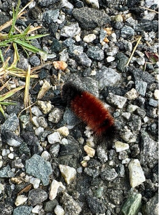 Image of tiger moth caterpillar